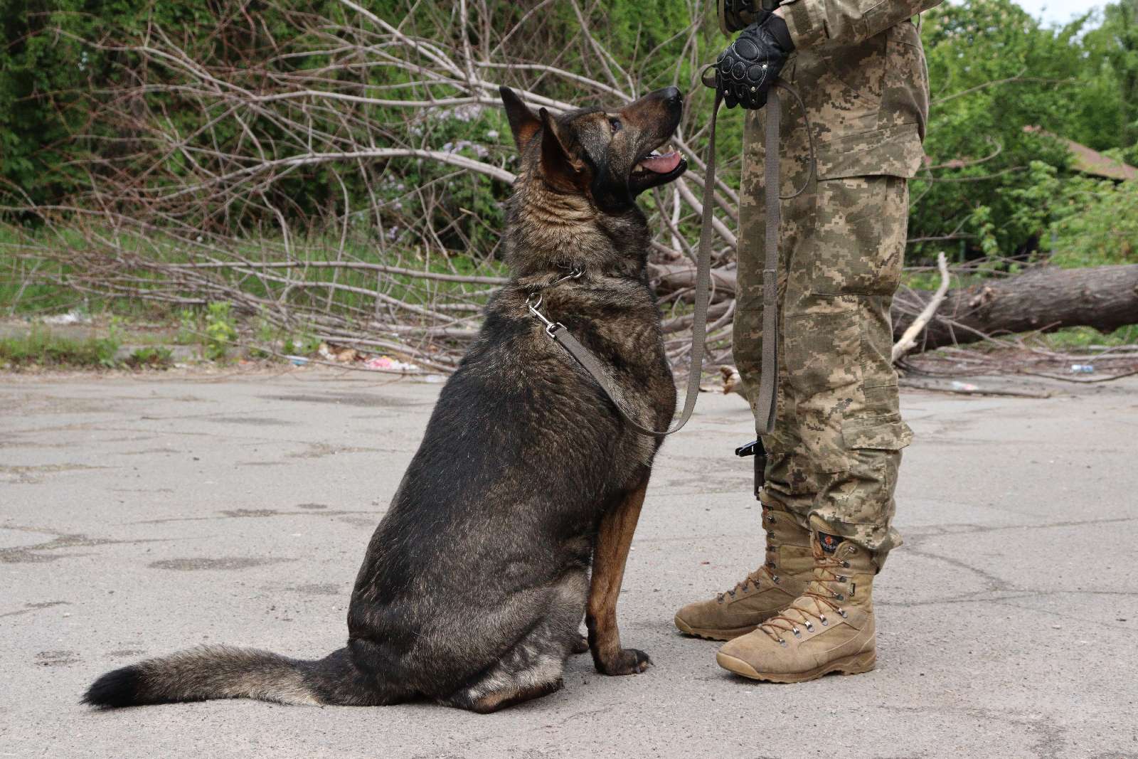 Украинские разведчики показали хвостатую помощницу-сапера Весту: спасла много жизней