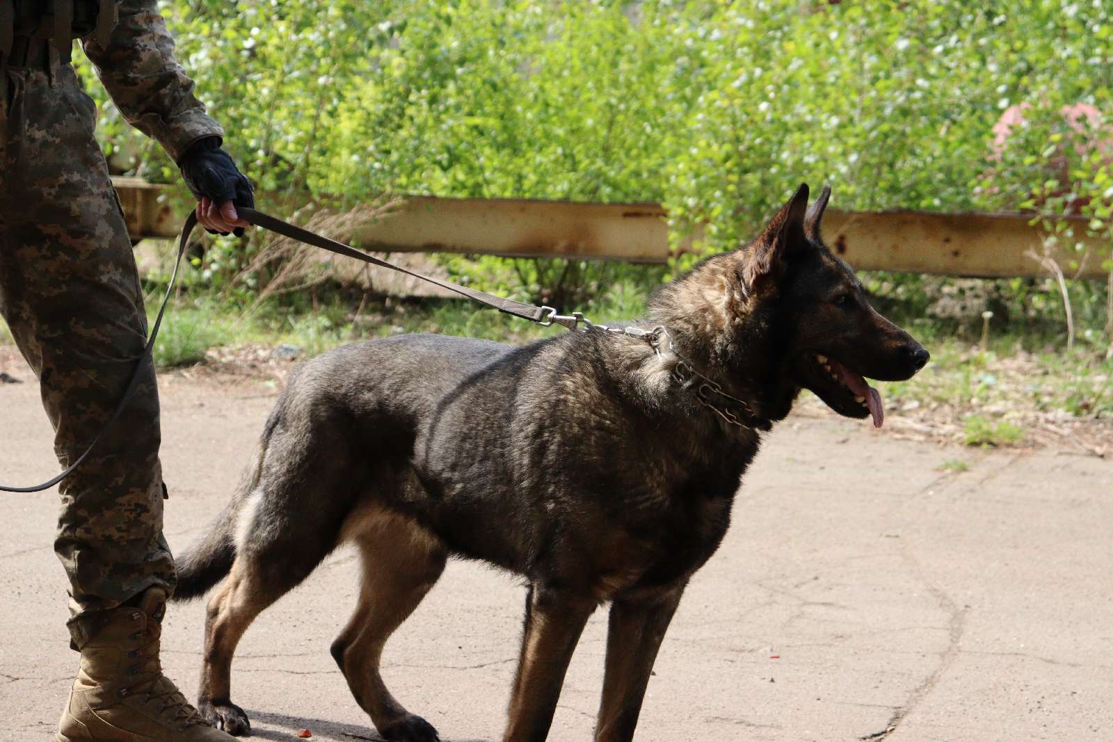 Украинские разведчики показали хвостатую помощницу-сапера Весту: спасла много жизней