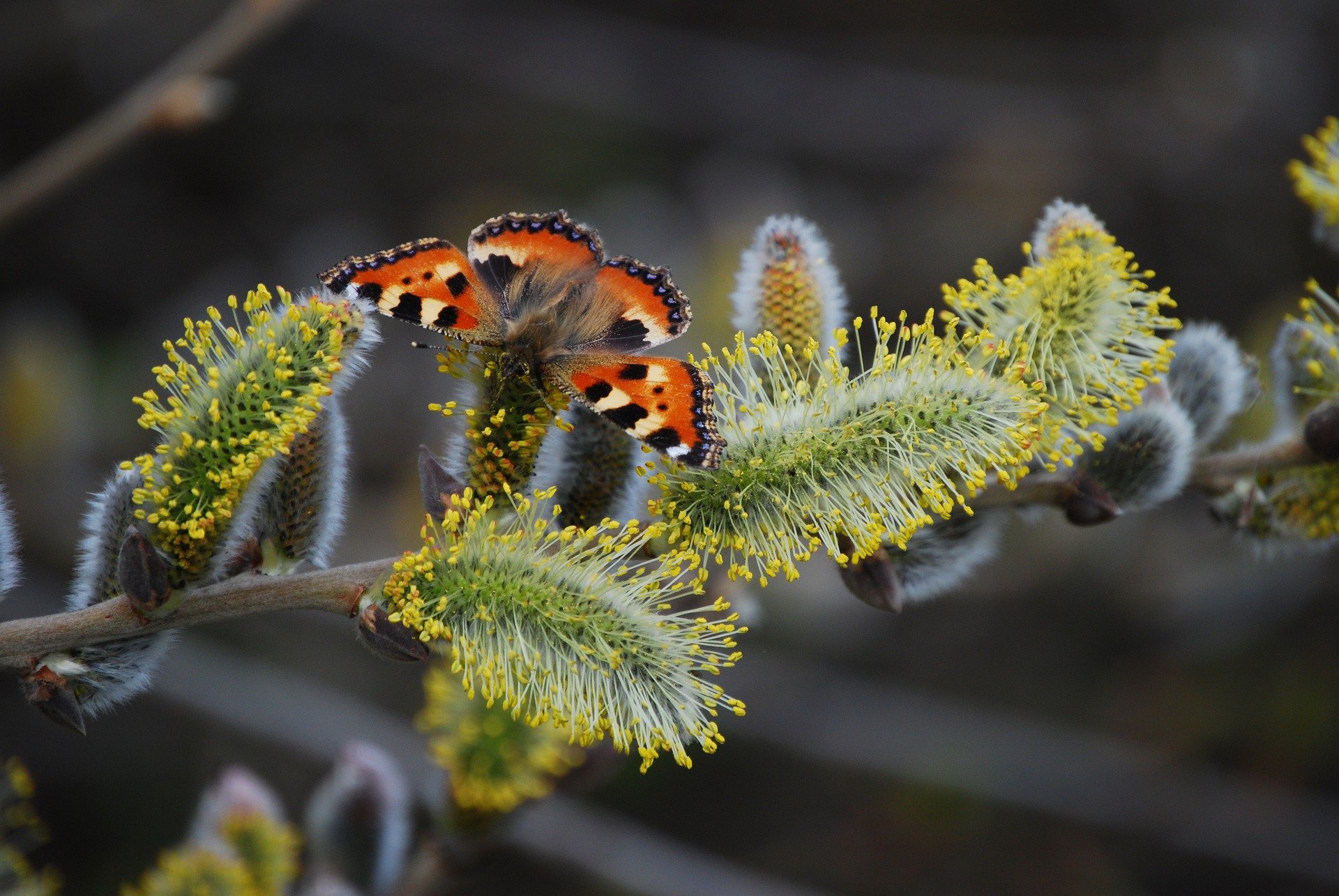 Самые красивые поздравления в картинках и СМС с Вербным воскресеньем, чтобы порадовать родных и близких