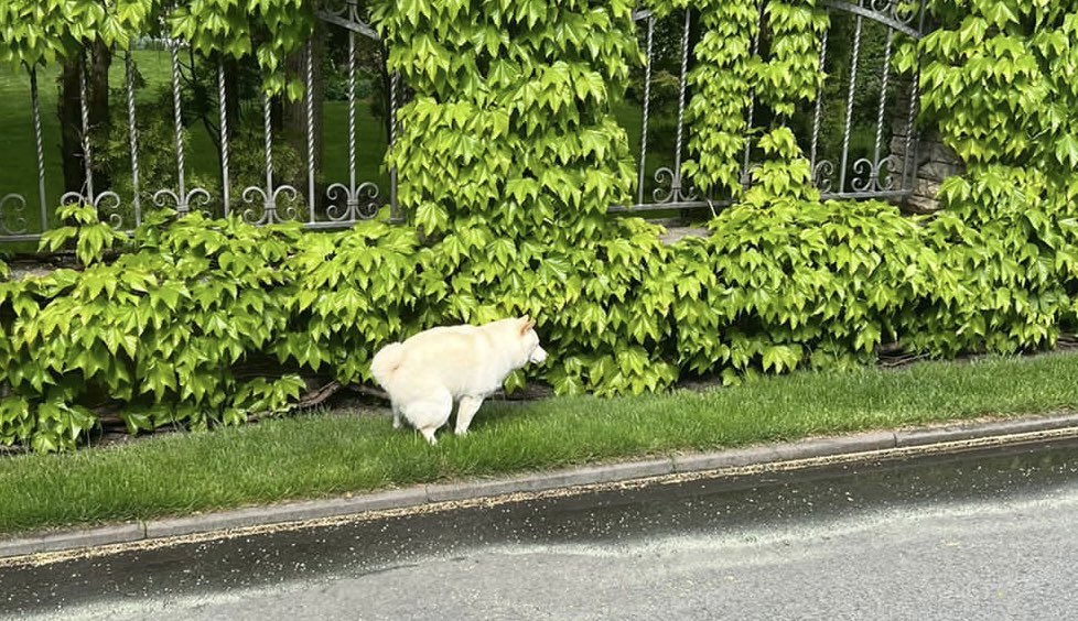 Звезда Playboy Астафьева показала, как чистит мешки картошки для украинцев (фото)