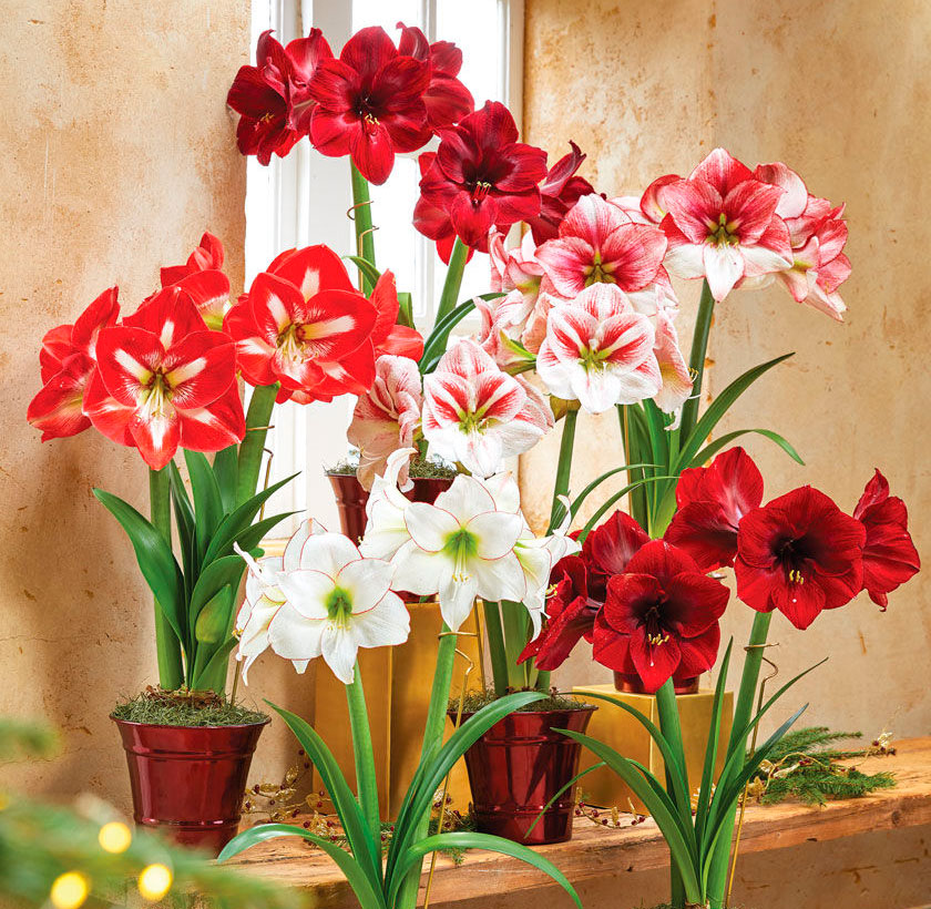 Благодаря этому "ядовитому" цветку вы выйдете замуж