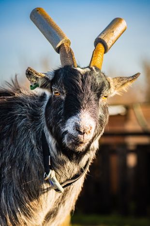 Козел вторгается в дома, крадет белье и бьет рогами всех подряд (фото)