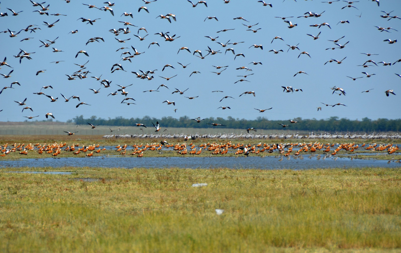 "Асканію-Нову" знищують окупанти. Чим унікальний заповідник і що з ним зараз