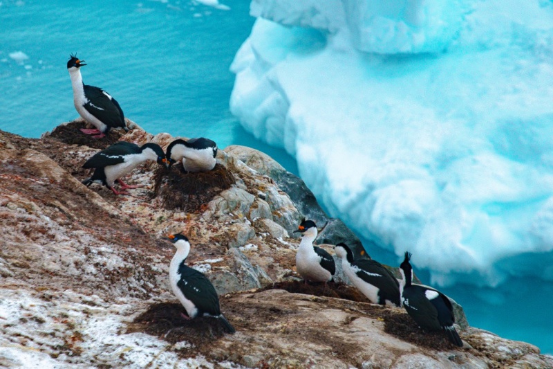 "Если Антарктида растает – города уйдут под воду". Интервью с полярником о работе на краю света