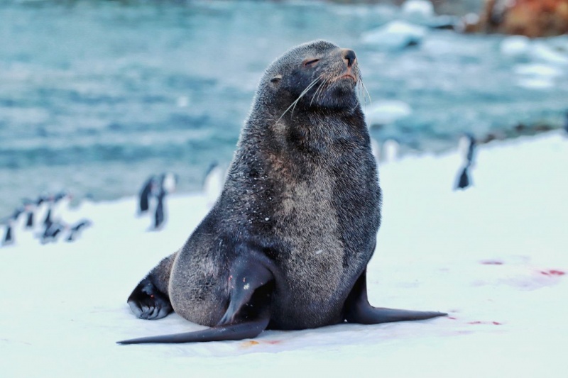 "Если Антарктида растает – города уйдут под воду". Интервью с полярником о работе на краю света