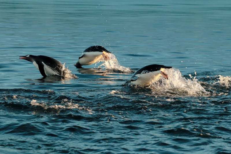 "Если Антарктида растает – города уйдут под воду". Интервью с полярником о работе на краю света