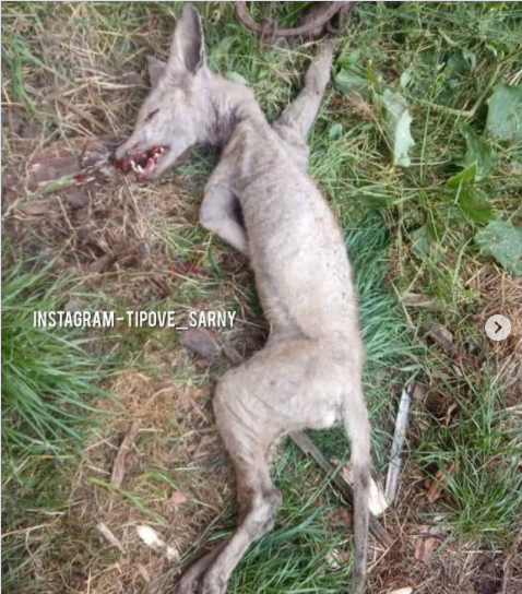 В украинском селе в ловушку попался страшный зверь: снова чупакабра?