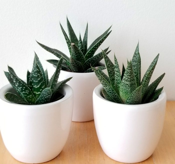 Топ-5 невибагливих кімнатних рослин для квартири. Запам'ятайте ці назви