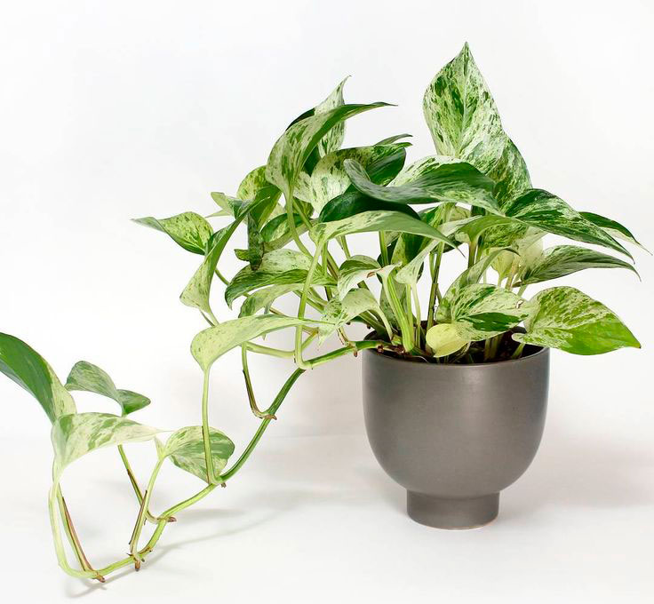 Обязательно держите в спальне эти комнатные растения. Вот почему