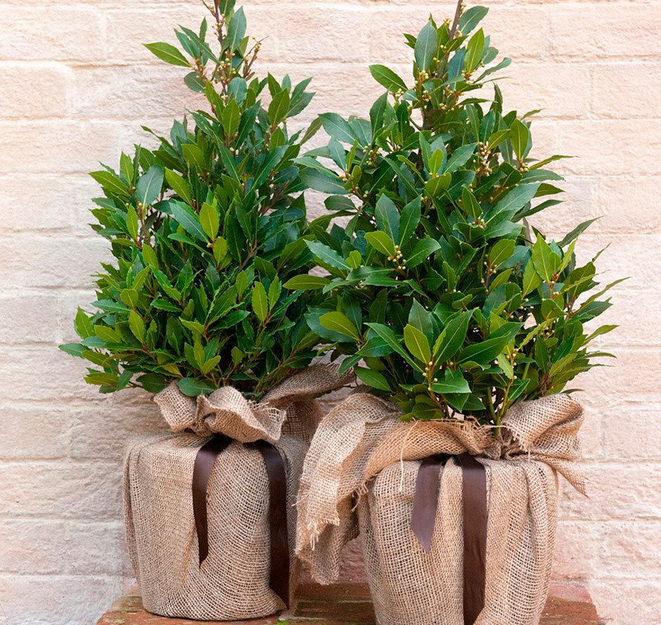 5 кімнатних рослин, які замінять ялинку на Новий рік