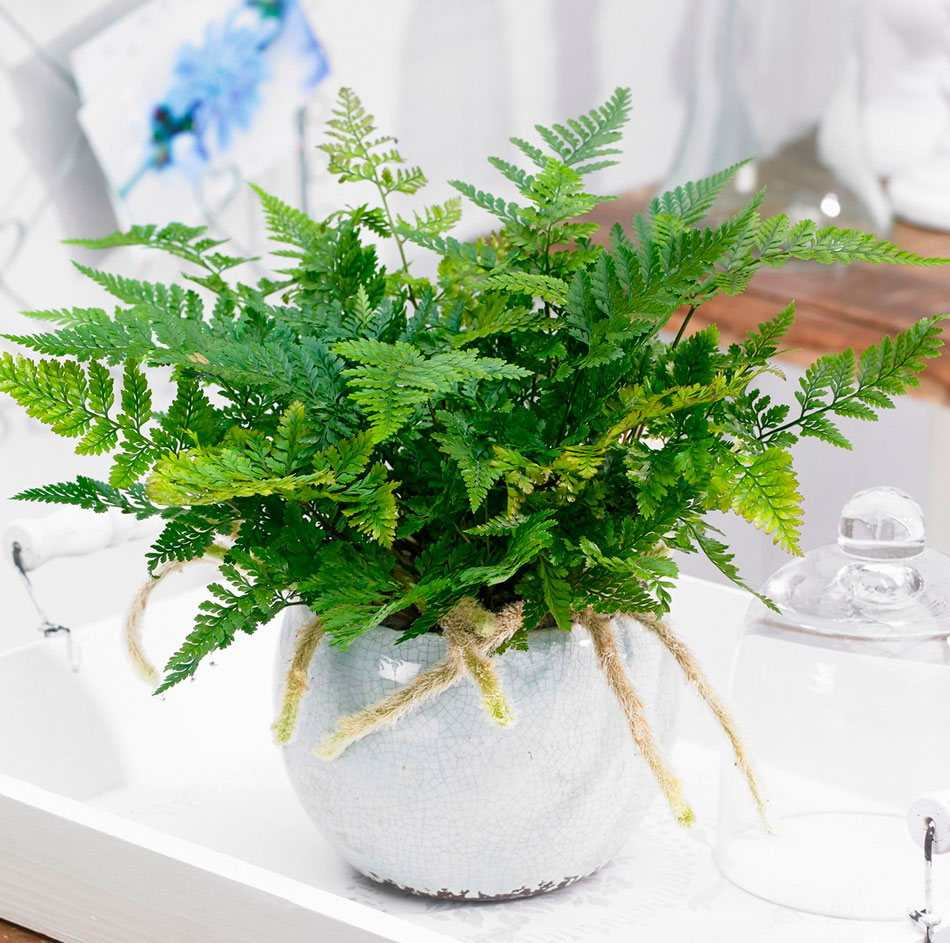 Кімнатні рослини, які провокують біди і злидні. Викиньте і вам стане легше