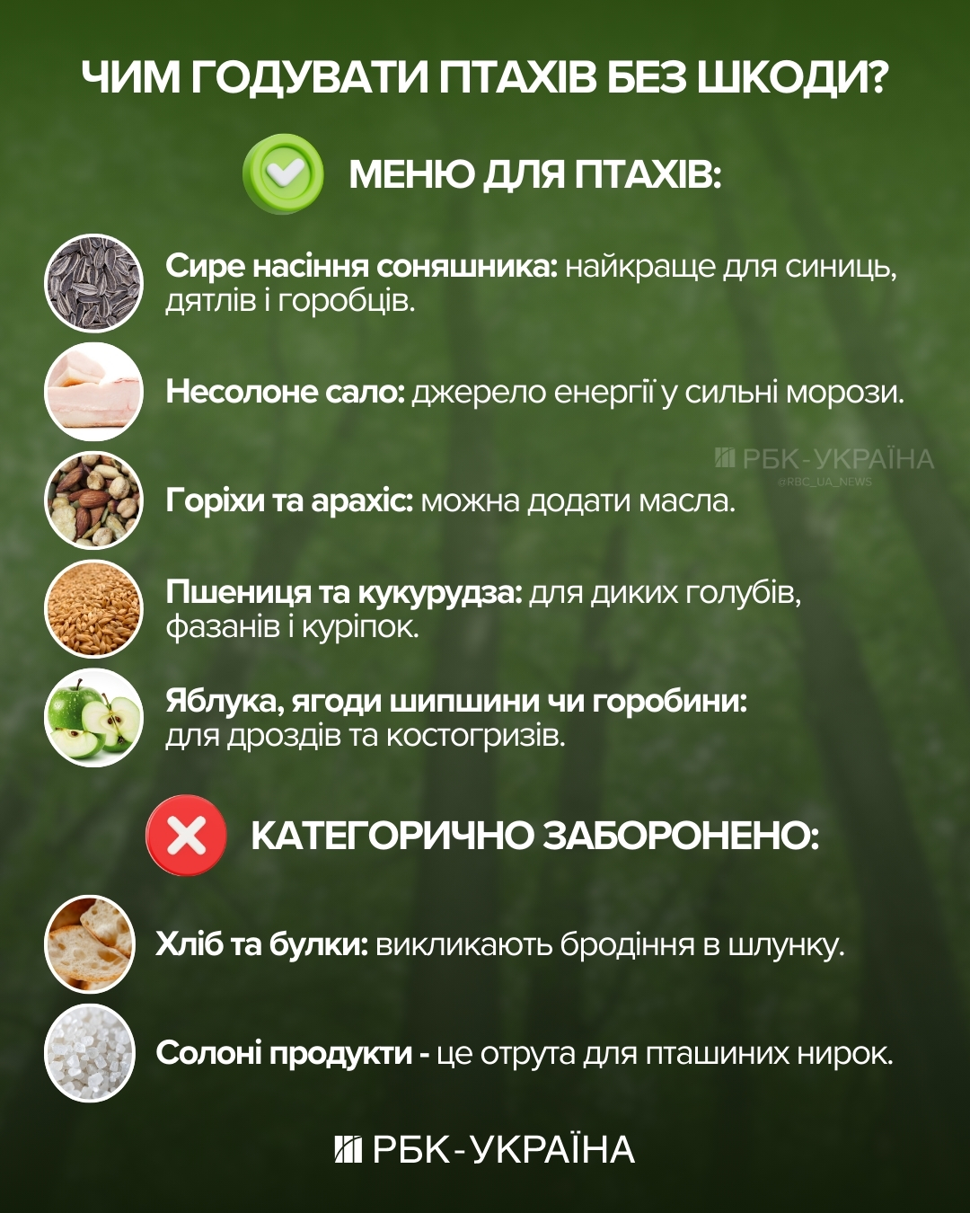 Куда исчезают воробьи, как мстят вороны и почему попугаи матерятся: интервью с орнитологом