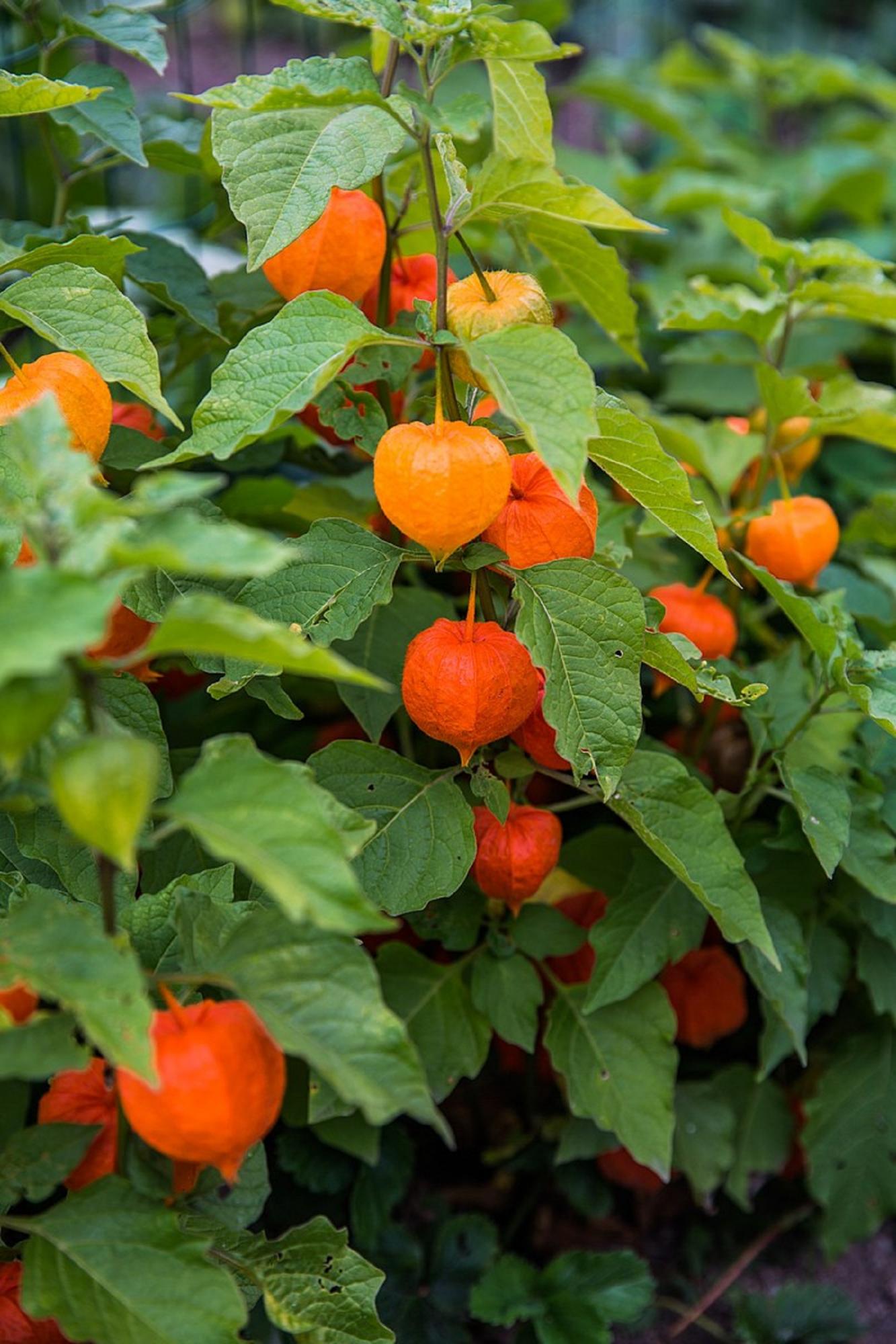 Не сажайте их: 6 "полезных" растений, на которые не стоит тратить силы