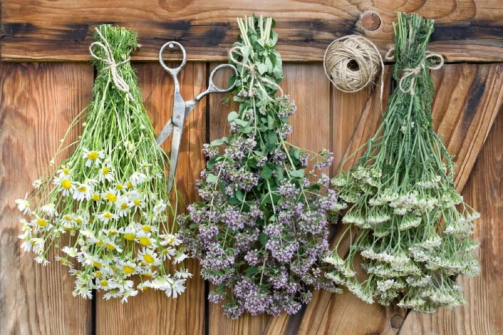 Эти украинские травы помогут вылечить гайморит и насморк