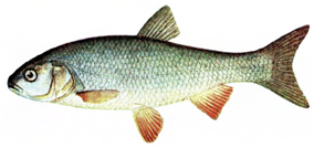 Какую рыбу нельзя ловить в Украине: штраф до 48 тысяч гривен!