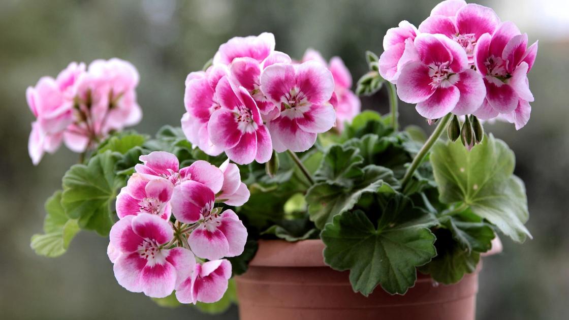 Эти комнатные растения будут цвести круглый год: что можно поставить дома