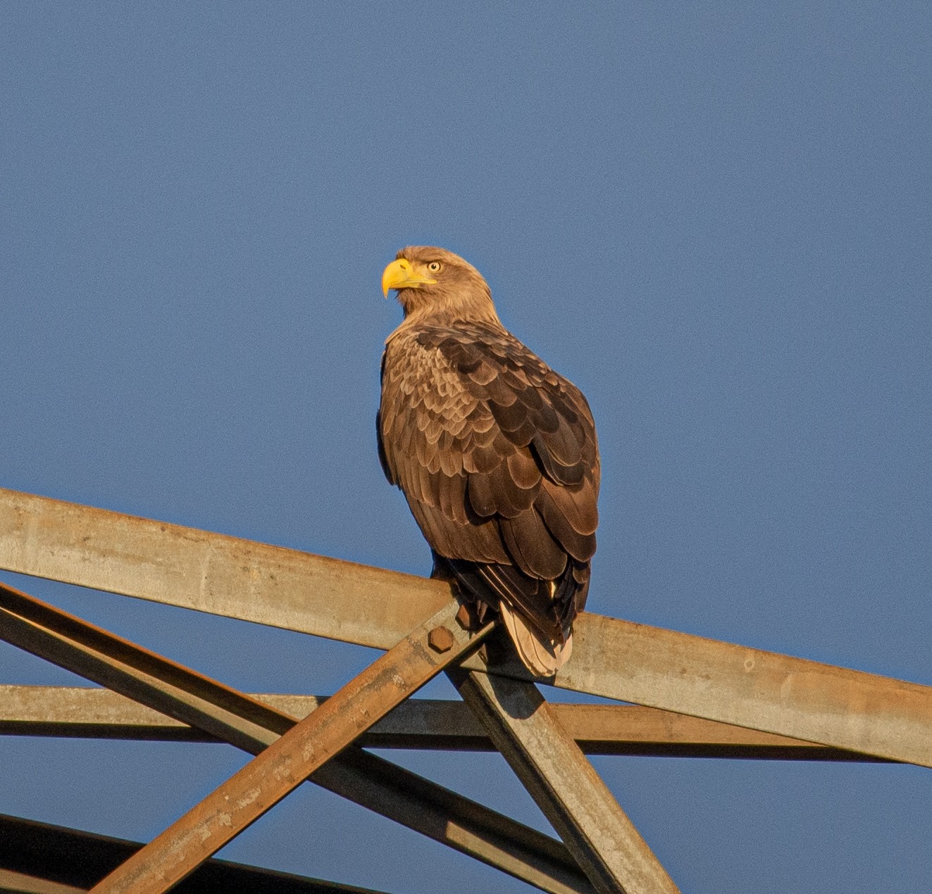 Ласують рибою і полюють на чорних лелек: у Чорнобилі зростає популяція червонокнижних орланів