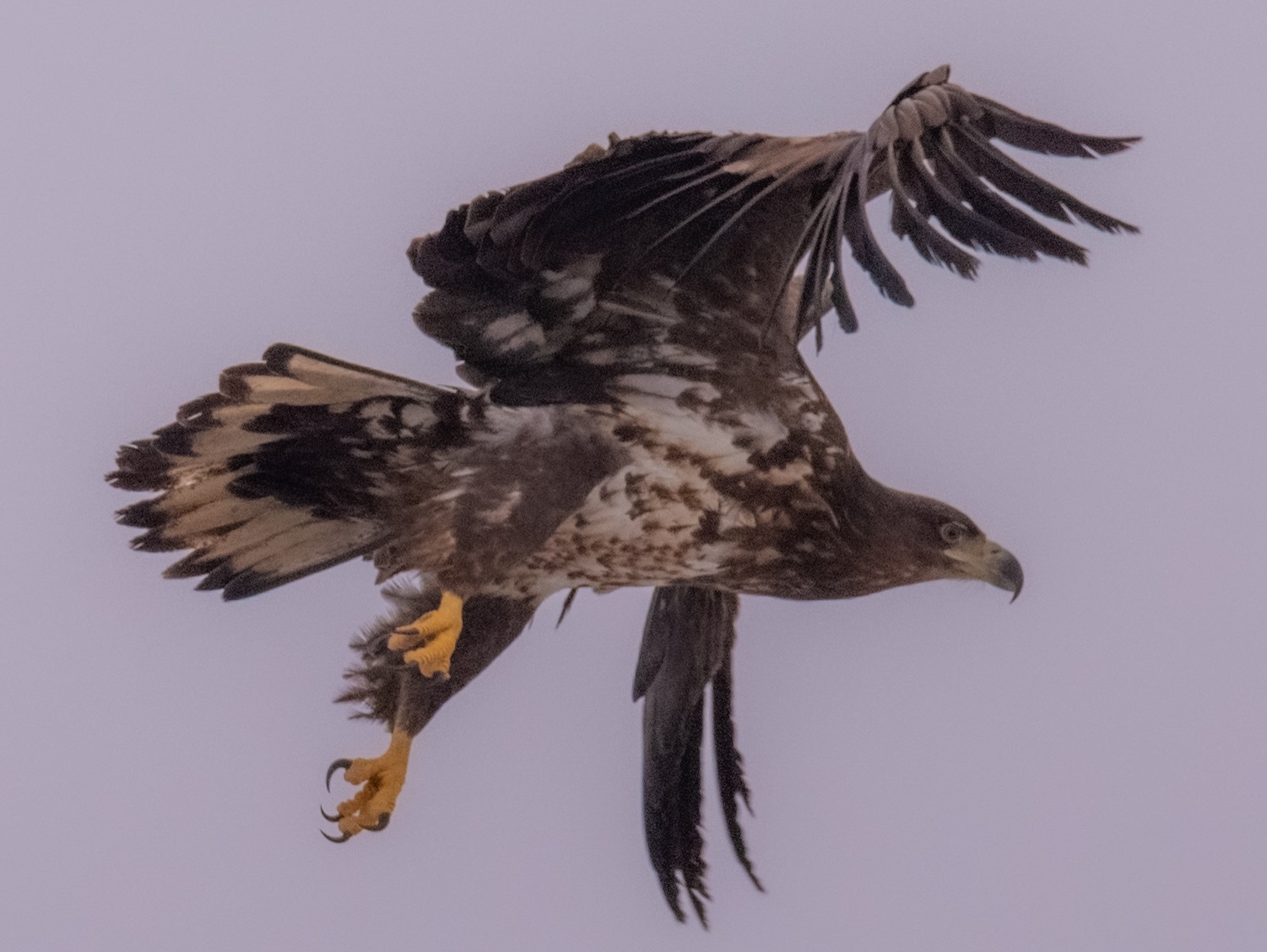 Ласують рибою і полюють на чорних лелек: у Чорнобилі зростає популяція червонокнижних орланів