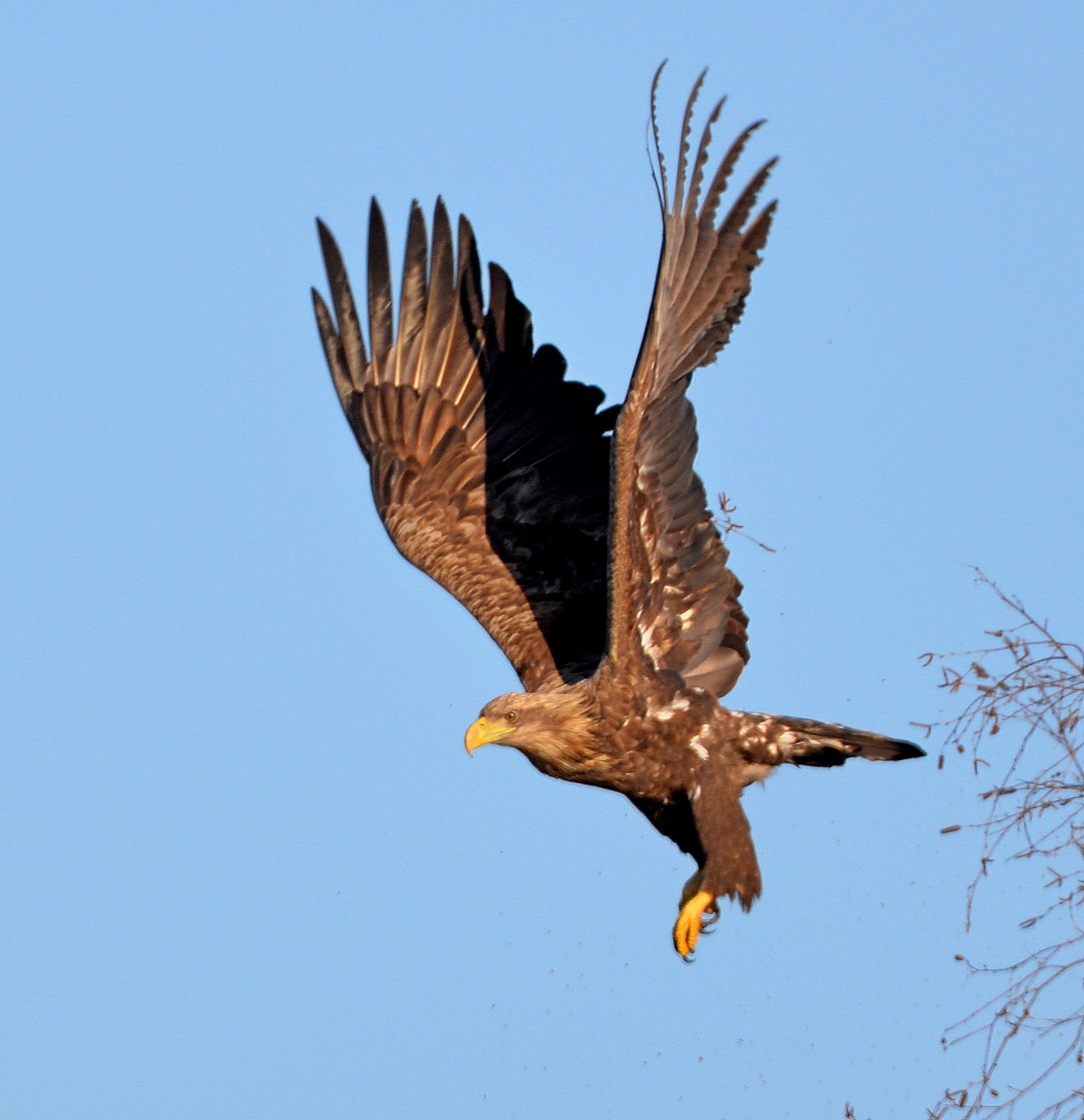 Ласують рибою і полюють на чорних лелек: у Чорнобилі зростає популяція червонокнижних орланів