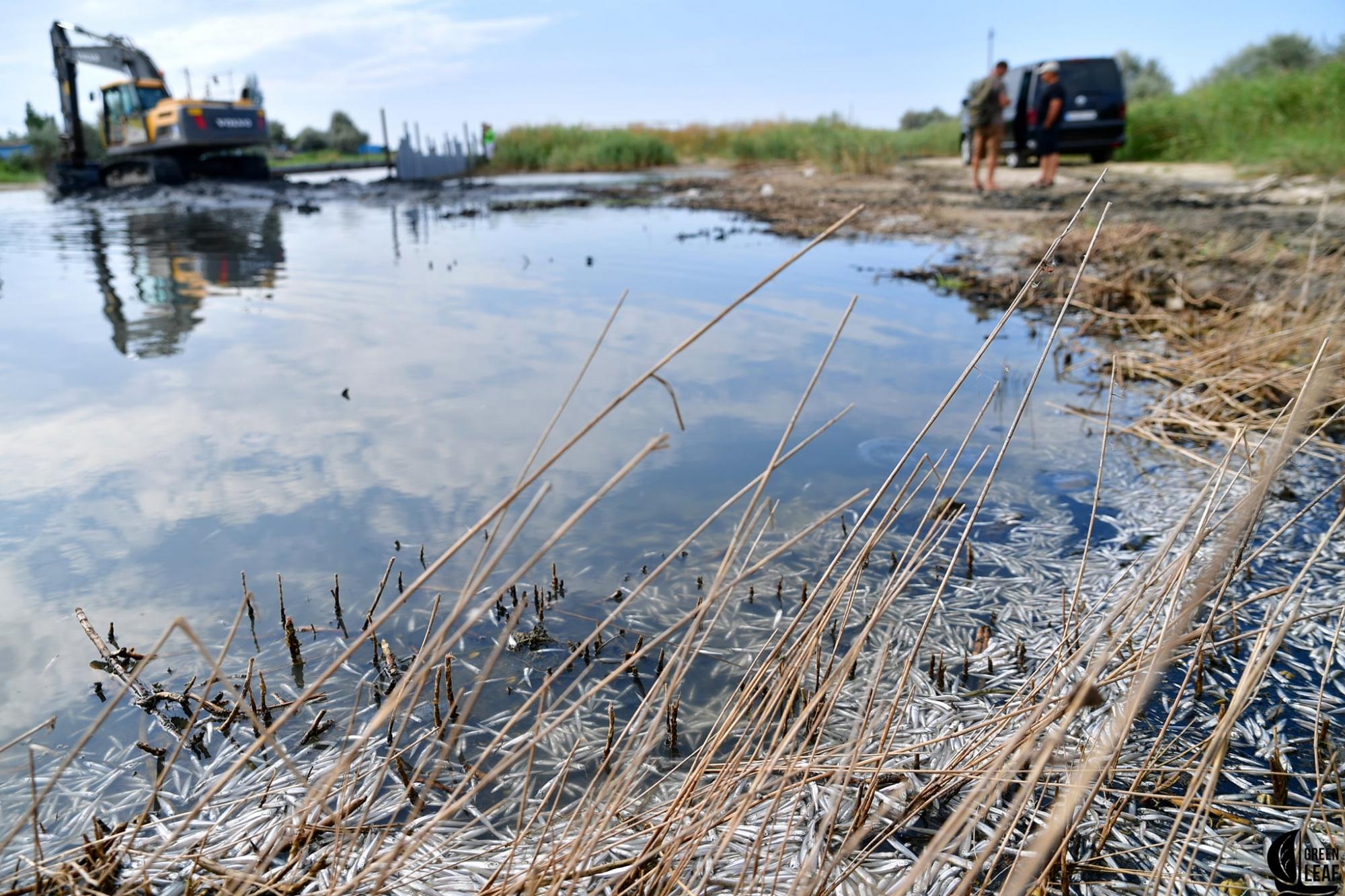В Черном море поверхность усеяна дохлой рыбой: экологи бьют тревогу (видео)