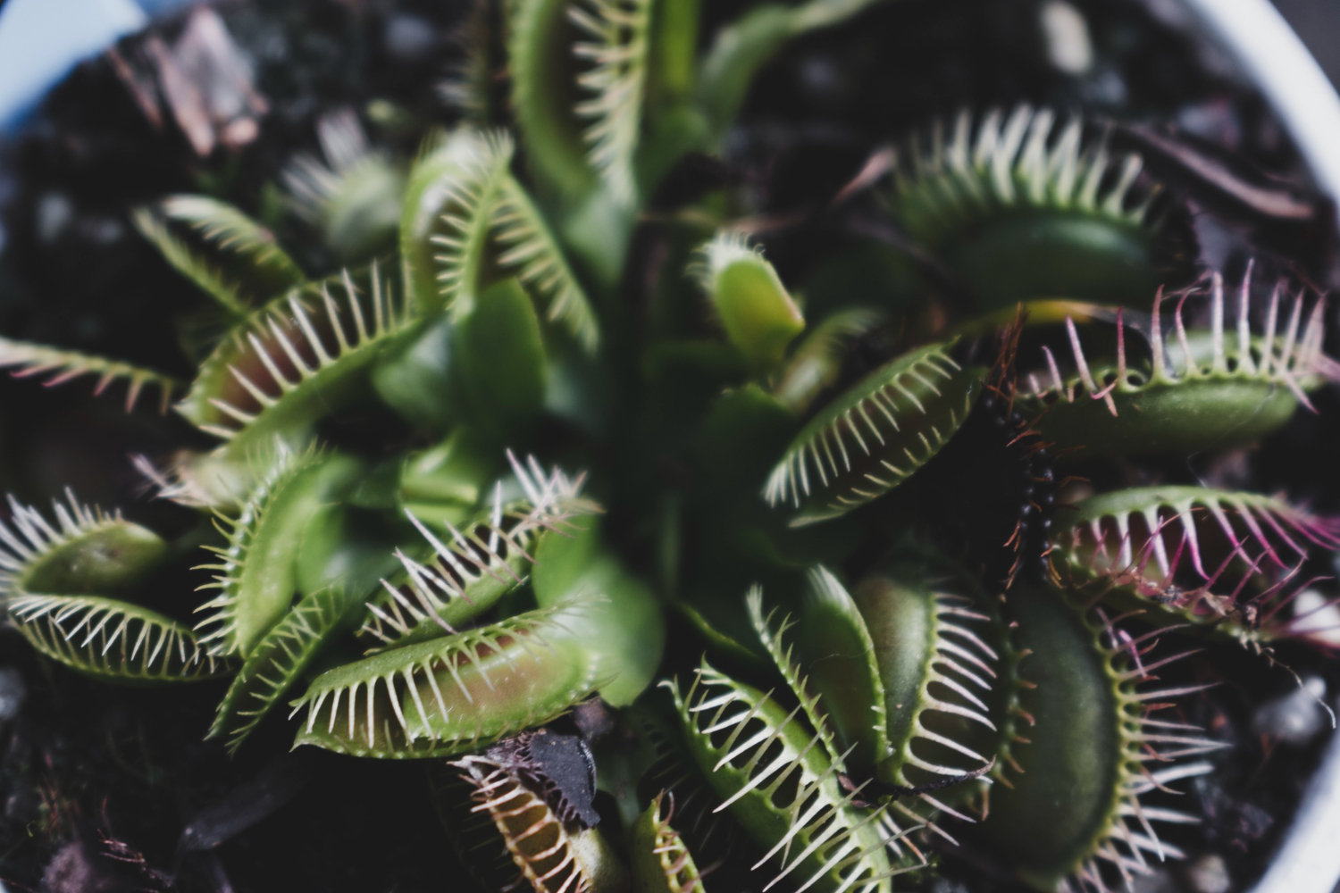 Чому рослини зелені, як "помирають" дерева і вся правда про ГМО: інтерв'ю з ботаніком