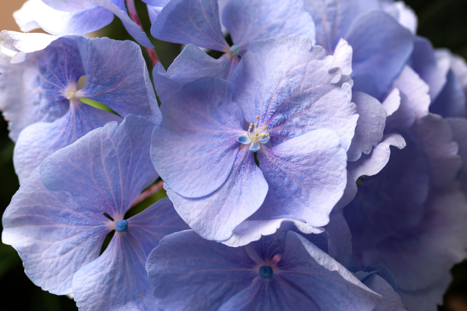 Украшаем сад: какие цветы можно посадить в мае