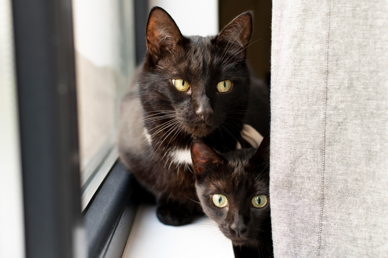 Як кіт може передбачити вашу долю: 5 прикмет, які важливо знати