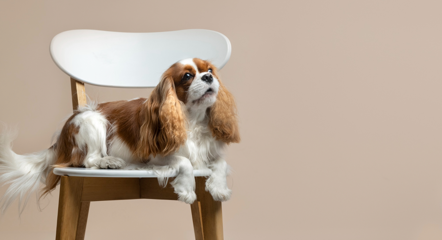 Не так лінь, як неохота: 5 найбільш ледачих порід собак