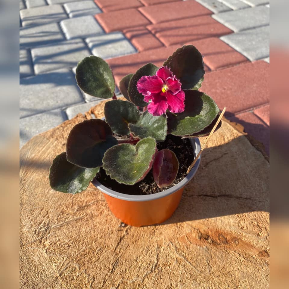 Как вырастить дома сортовые фиалки, как на выставке: секреты профессионалов