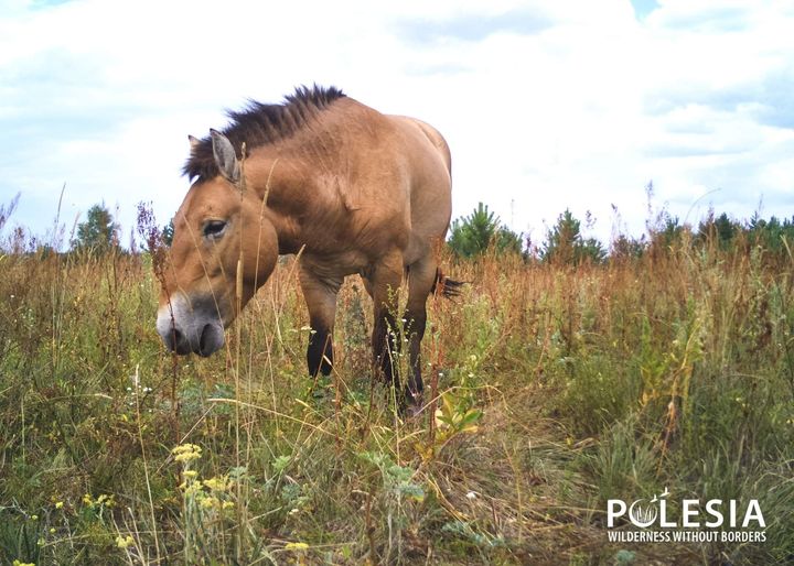 В Чернобыле ночью заметили грустное животное, которое путешествовало по лесу (фото)