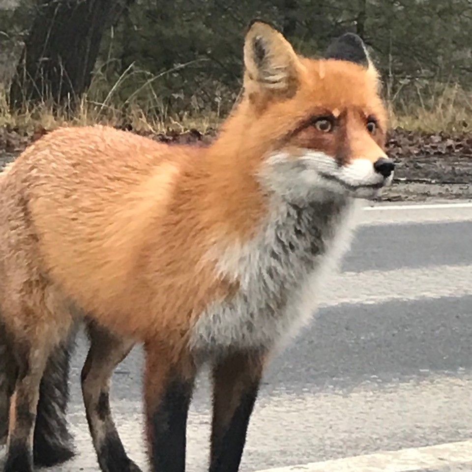 У Чорнобилі "засвітився" яскравий хижий звір. У зубах ніс впольовану здобич (фото)