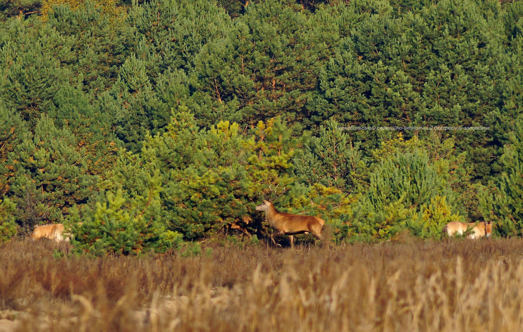 У Чорнобильському заповіднику показали оленятко, якому лише тиждень: фото милої малечі