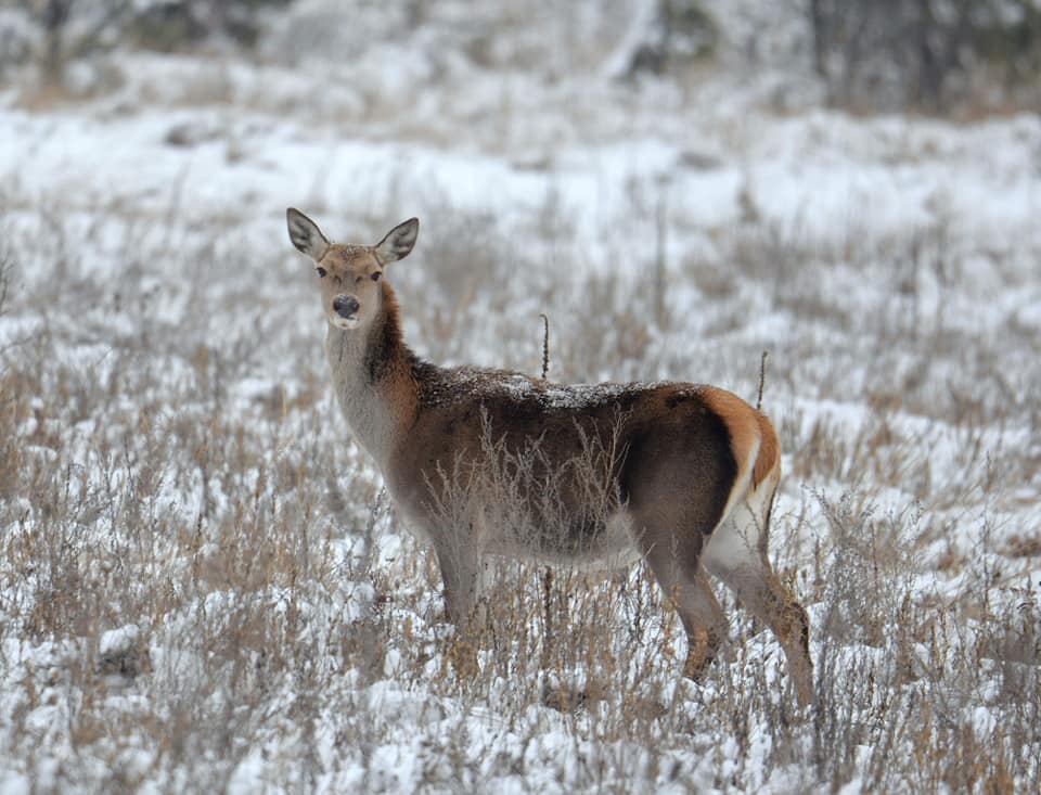 У Чорнобильському заповіднику показали оленятко, якому лише тиждень: фото милої малечі
