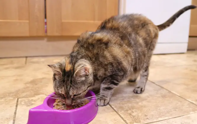 Перебиває звук навіть телевізора: кішка встановила рекорд з найгучнішого у світі мурчання