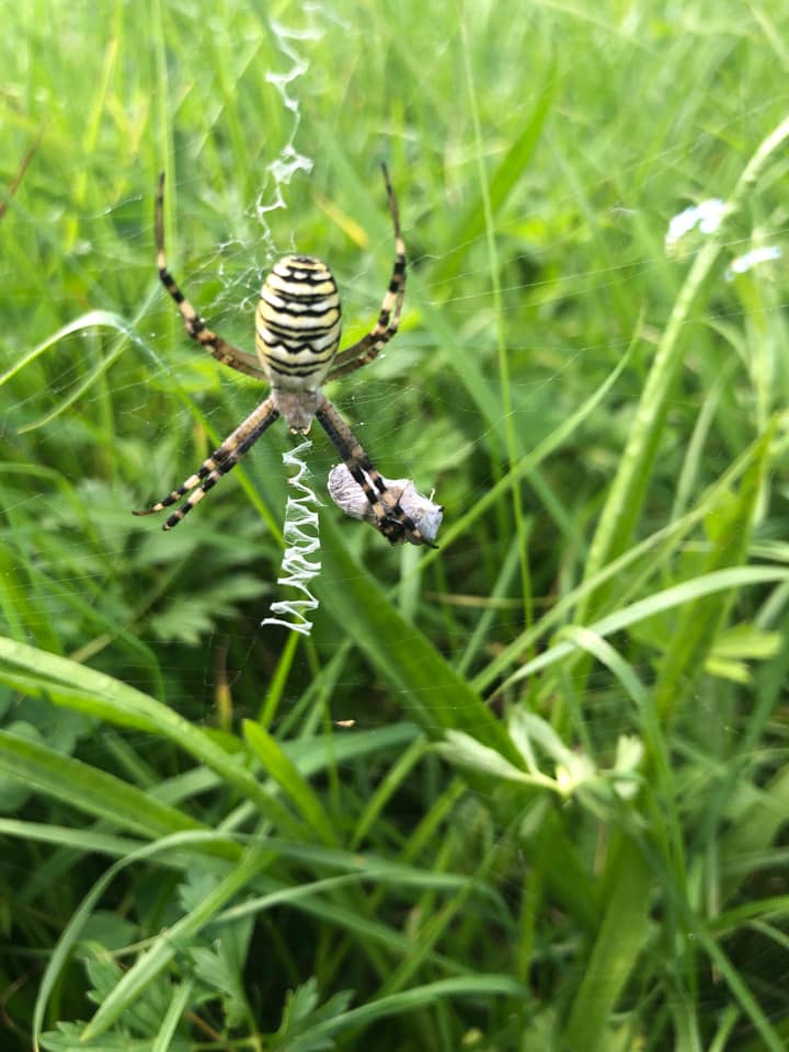Во Львове обнаружили опасного паука: как он выглядит