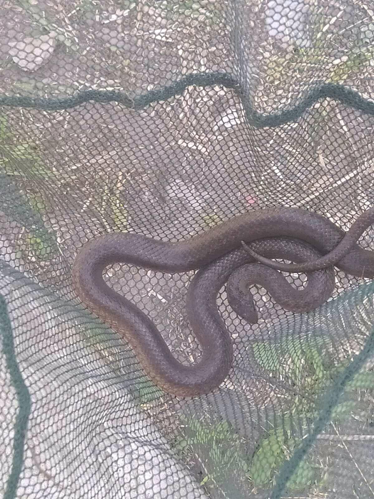 Под Днепром в дом залезла змея: "услышали, как что-то упало у двери" (фото)