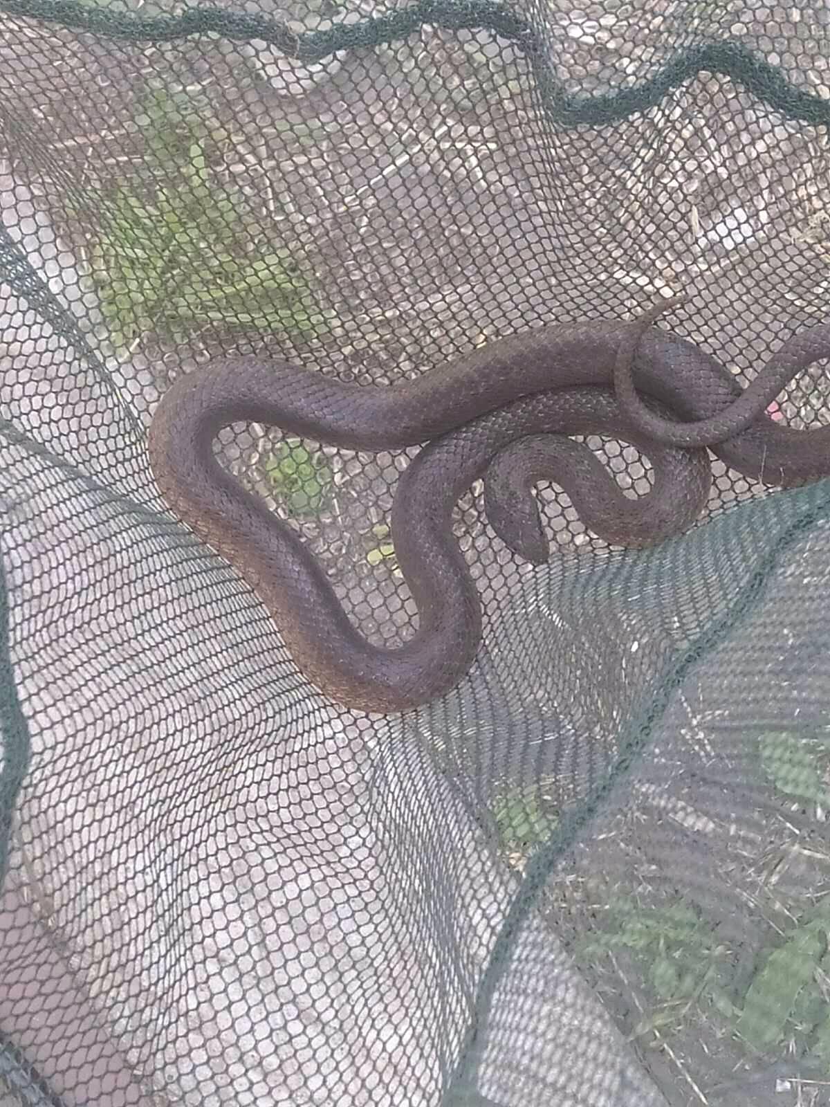 Под Днепром в дом залезла змея: "услышали, как что-то упало у двери" (фото)