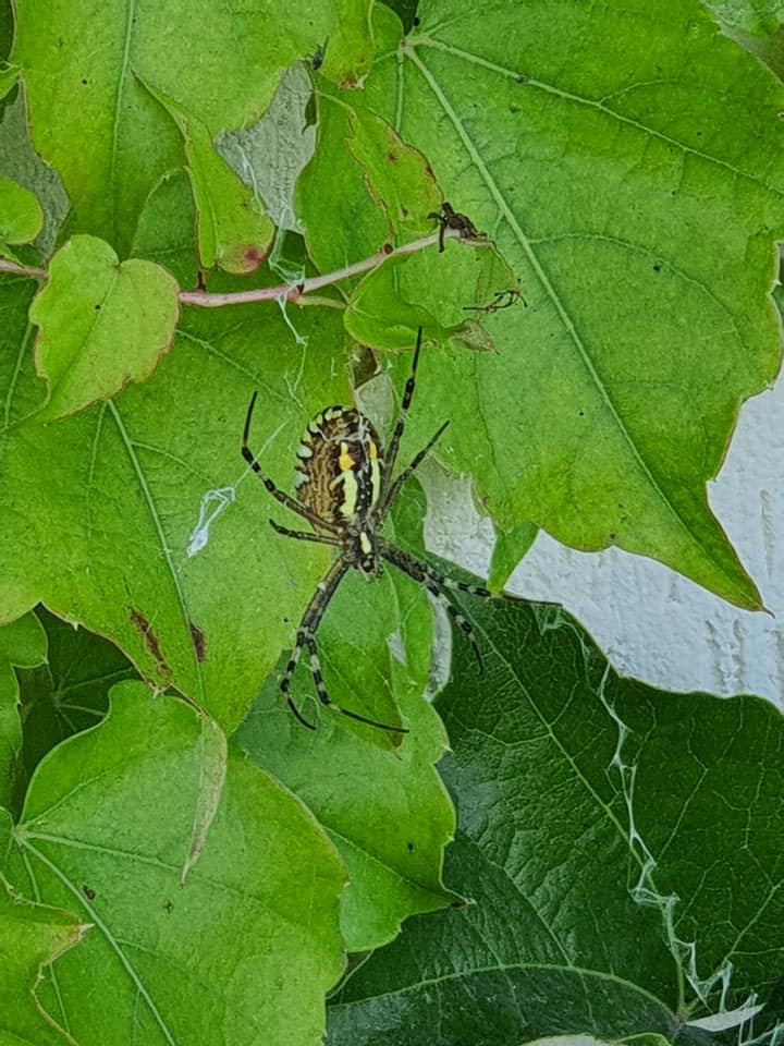 Во Львове обнаружили опасного паука: как он выглядит