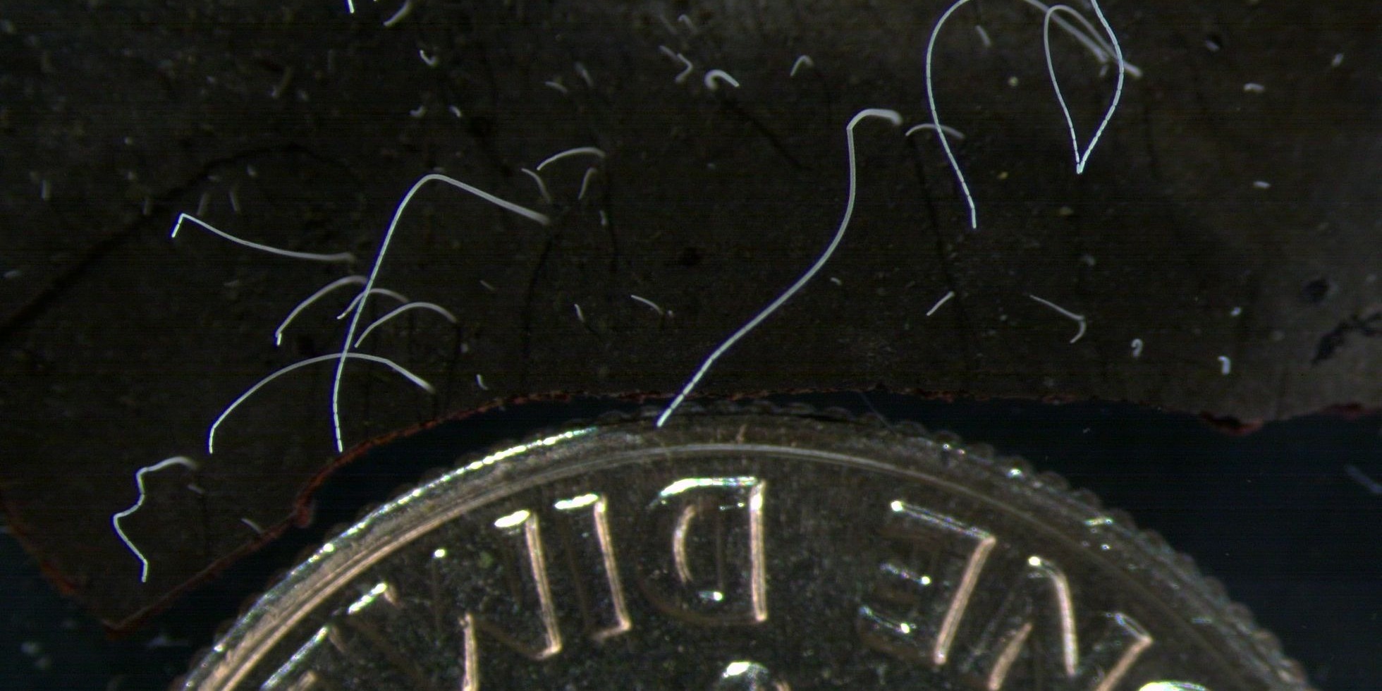 Ці факти не вкладаються в голові, але підтверджені науково: ви їх точно не знали