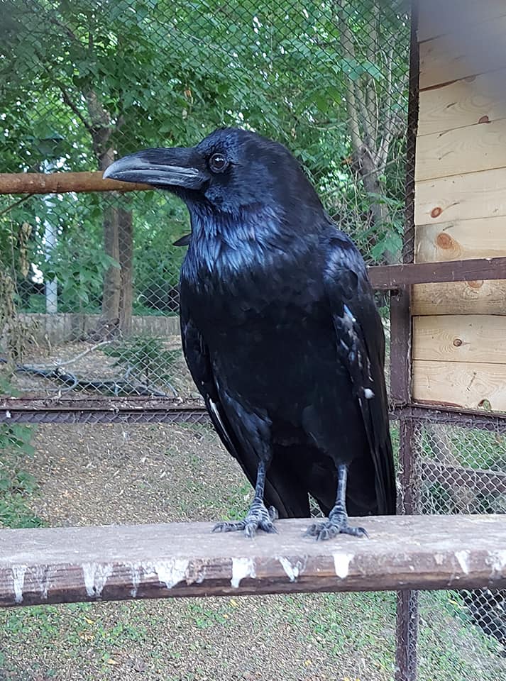 Обезьянки Анфиса и Чарлик, ослик Ося, еноты Мишка, Леля, Динька: в зоопарке под Херсоном погибло более 300 животных