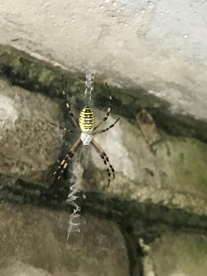 Во Львове обнаружили опасного паука: как он выглядит