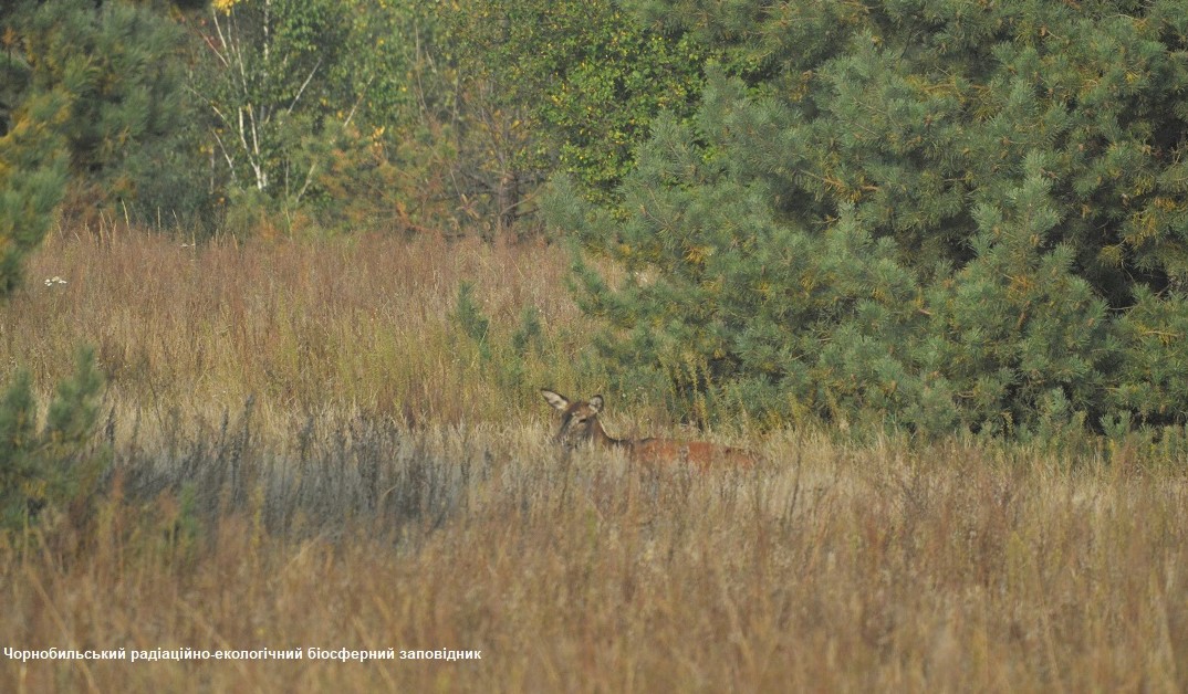 В Чернобыле на фото попало животное - "благородный" любитель яблок: яркие кадры