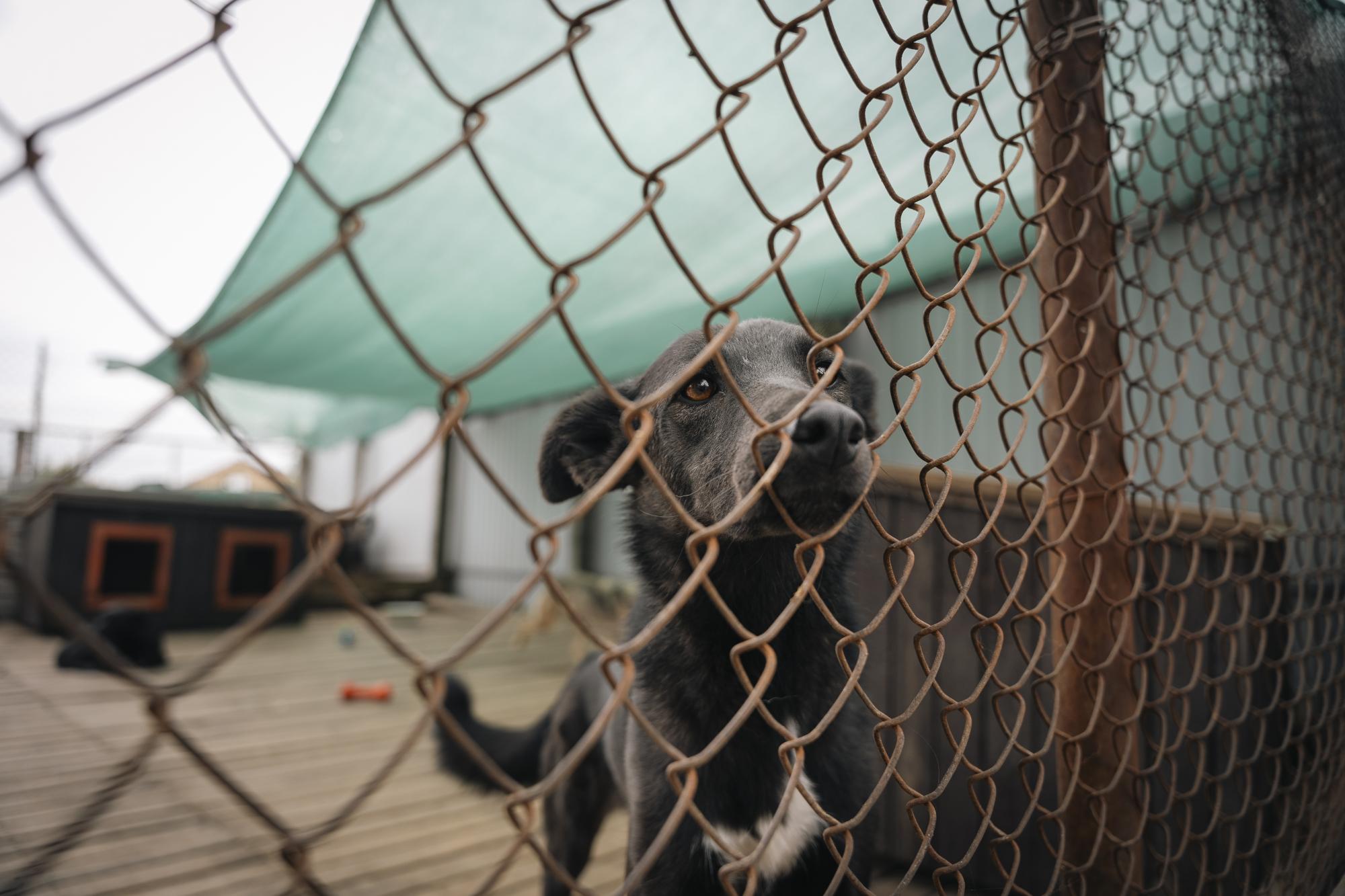 EVA и Happy Paw анонсировали пятый совместный проект помощи животных в приютах