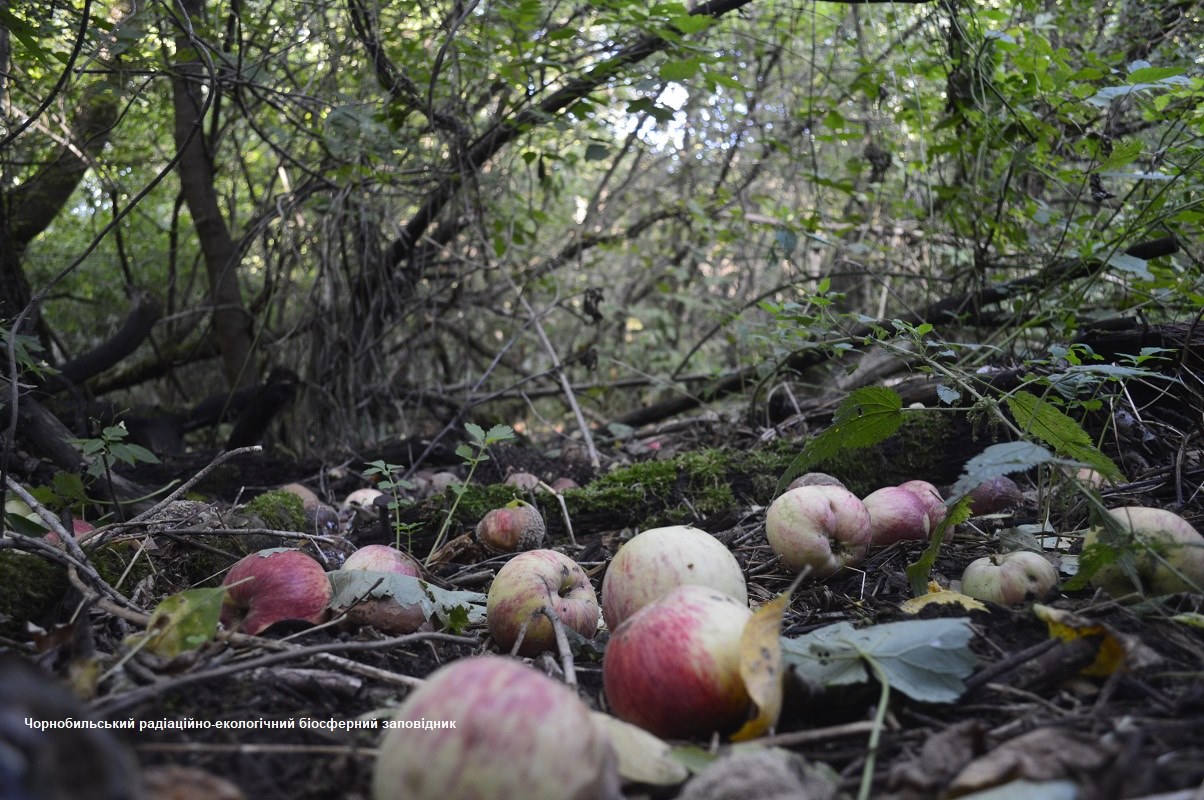 В Чернобыле на фото попало животное - "благородный" любитель яблок: яркие кадры
