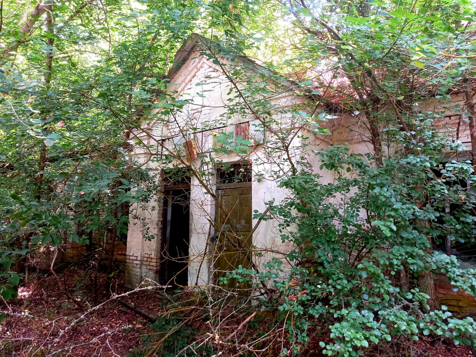 Смотрите, как выглядит заброшенное село Чернобыльской зоны: природа берет свое!