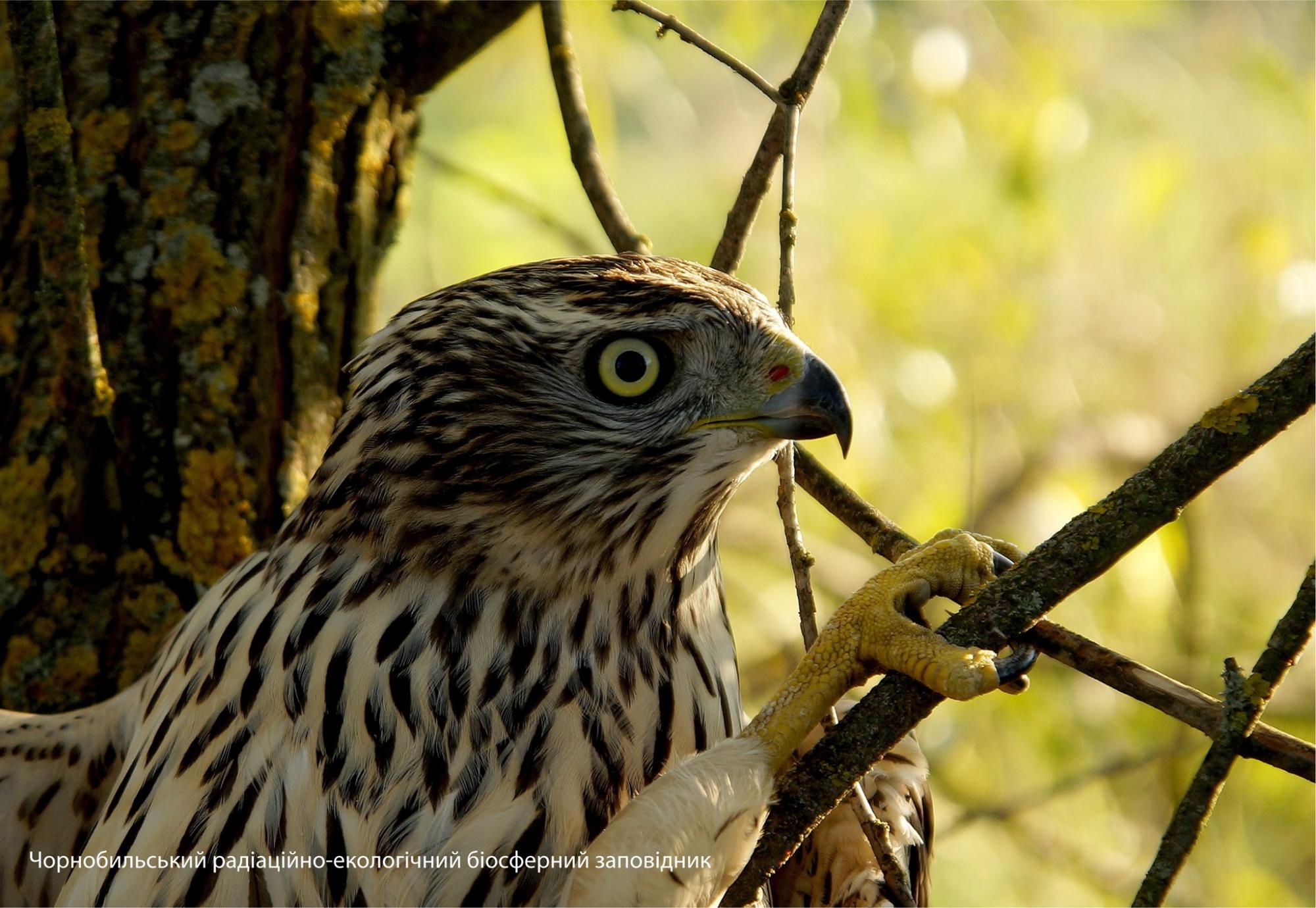 У Чорнобилі показали таємничу птицю-хижака: його практично ніколи не побачиш