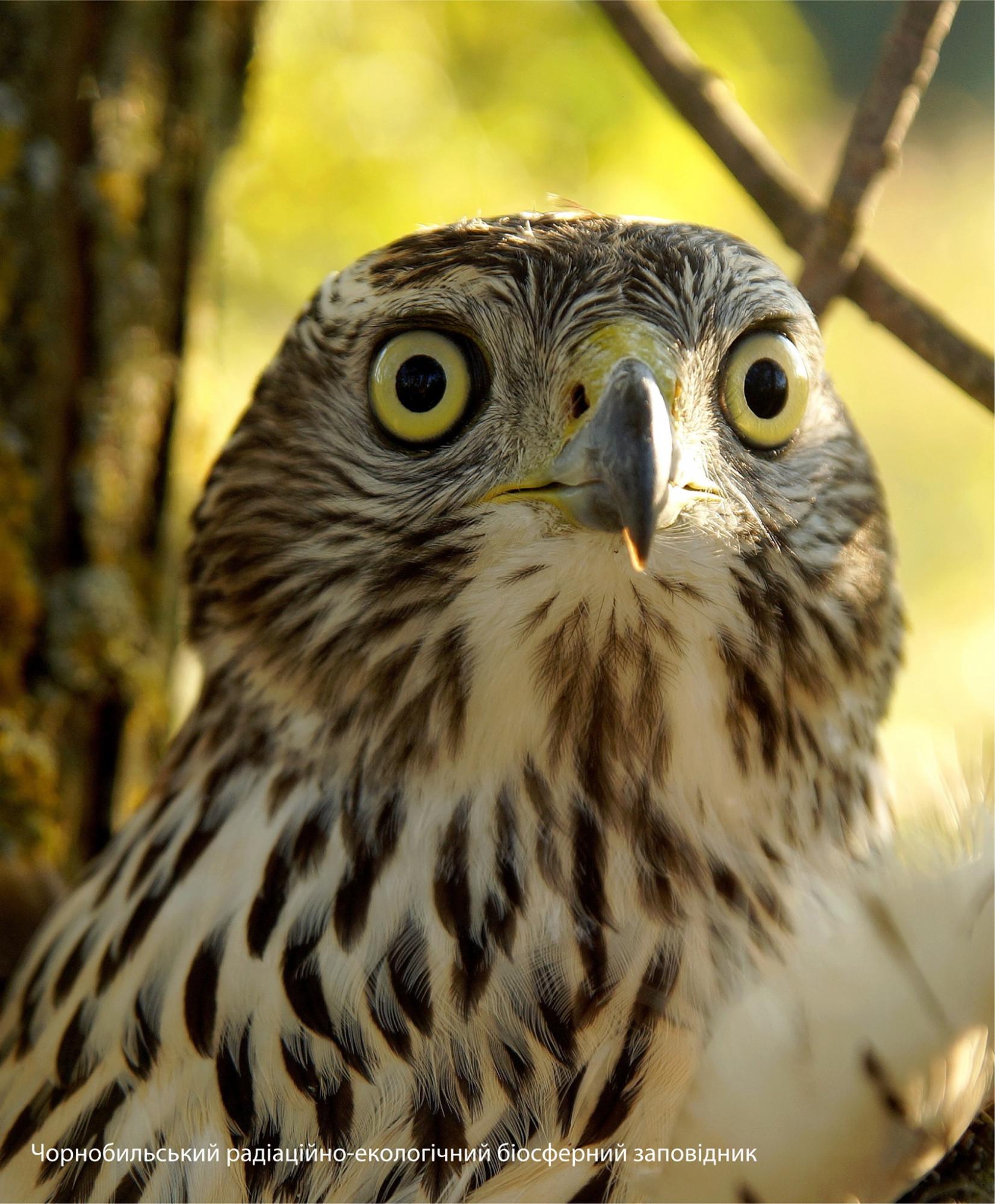 У Чорнобилі показали таємничу птицю-хижака: його практично ніколи не побачиш