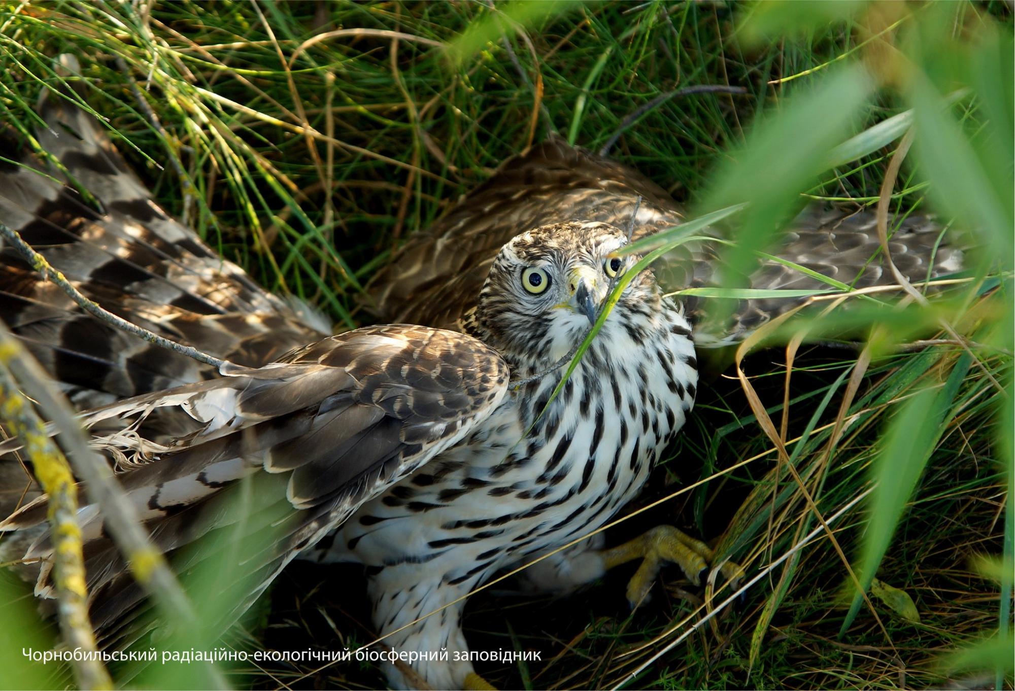 У Чорнобилі показали таємничу птицю-хижака: його практично ніколи не побачиш