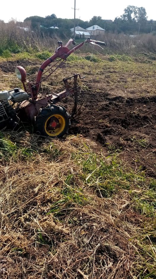 Когда надо копать картофель, чтобы он точно долежал до весны: советы украинцам