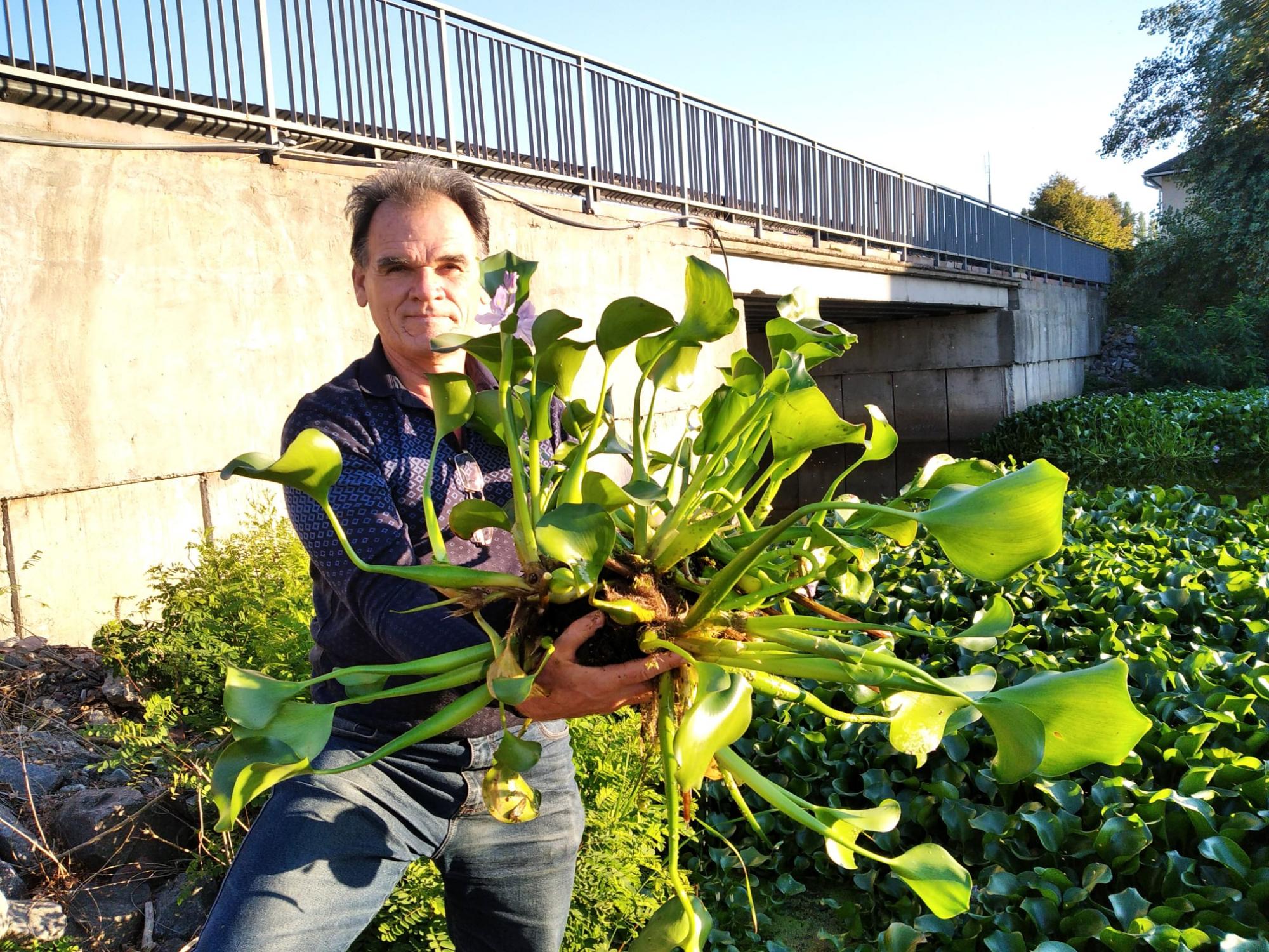 Зеленая чума и корм для гиппопотамов: под Киевом в водоеме обнаружили тропическое растение (фото)